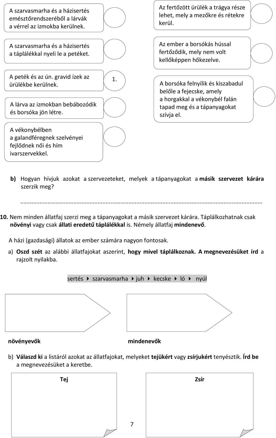 A vékonybélben a galandféregnek szelvényei fejlődnek női és hím ivarszervekkel. 1. Az ember a borsókás hússal fertőződik, mely nem volt kellőképpen hőkezelve.