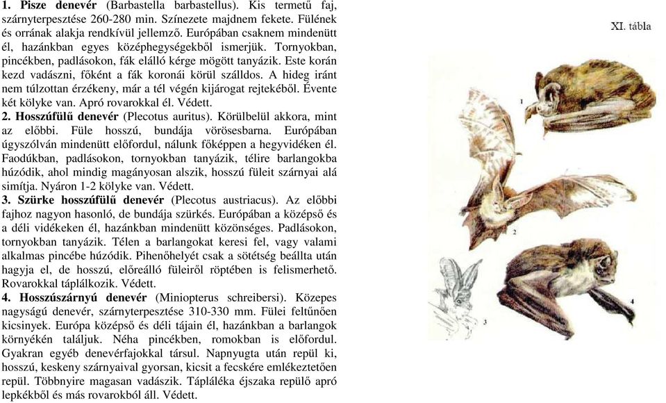 Este korán kezd vadászni, fıként a fák koronái körül szálldos. A hideg iránt nem túlzottan érzékeny, már a tél végén kijárogat rejtekébıl. Évente két kölyke van. Apró rovarokkal él. Védett. 2.