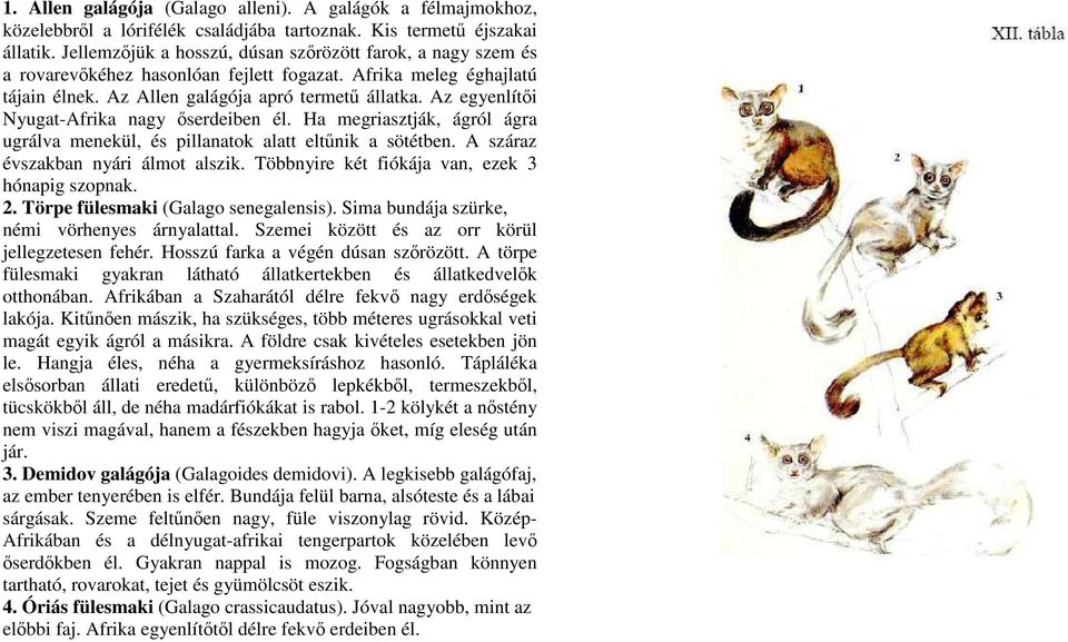 Az egyenlítıi Nyugat-Afrika nagy ıserdeiben él. Ha megriasztják, ágról ágra ugrálva menekül, és pillanatok alatt eltőnik a sötétben. A száraz évszakban nyári álmot alszik.