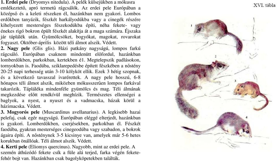 Éjszaka jár táplálék után. Gyümölcsöket, bogyókat, magokat, rovarokat fogyaszt. Október-április között téli álmot alszik. Védett. 2. Nagy pele (Glis glis).