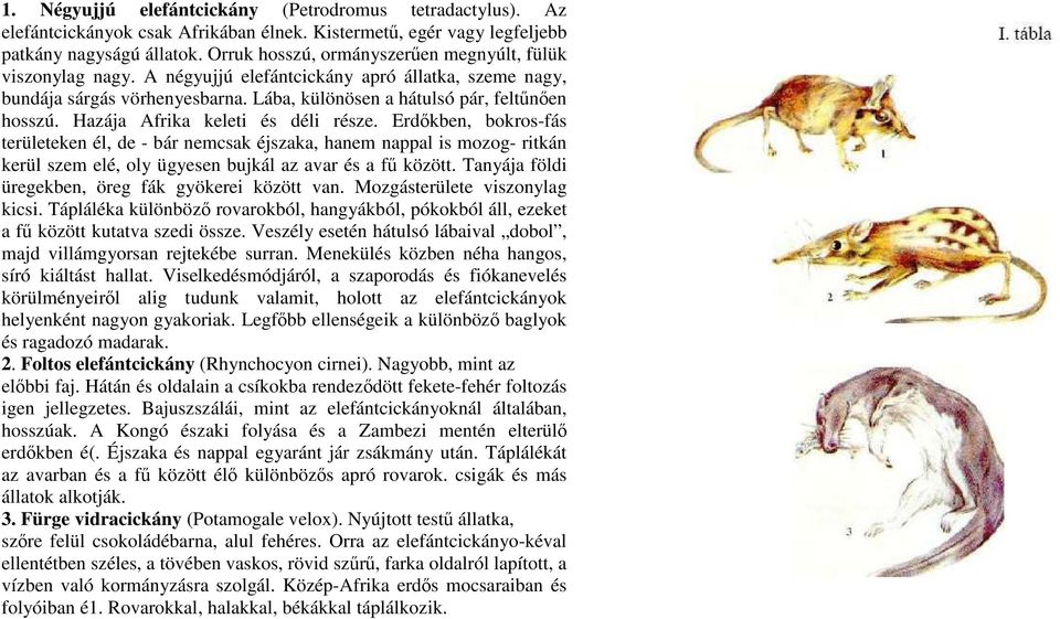 Hazája Afrika keleti és déli része. Erdıkben, bokros-fás területeken él, de - bár nemcsak éjszaka, hanem nappal is mozog- ritkán kerül szem elé, oly ügyesen bujkál az avar és a fő között.