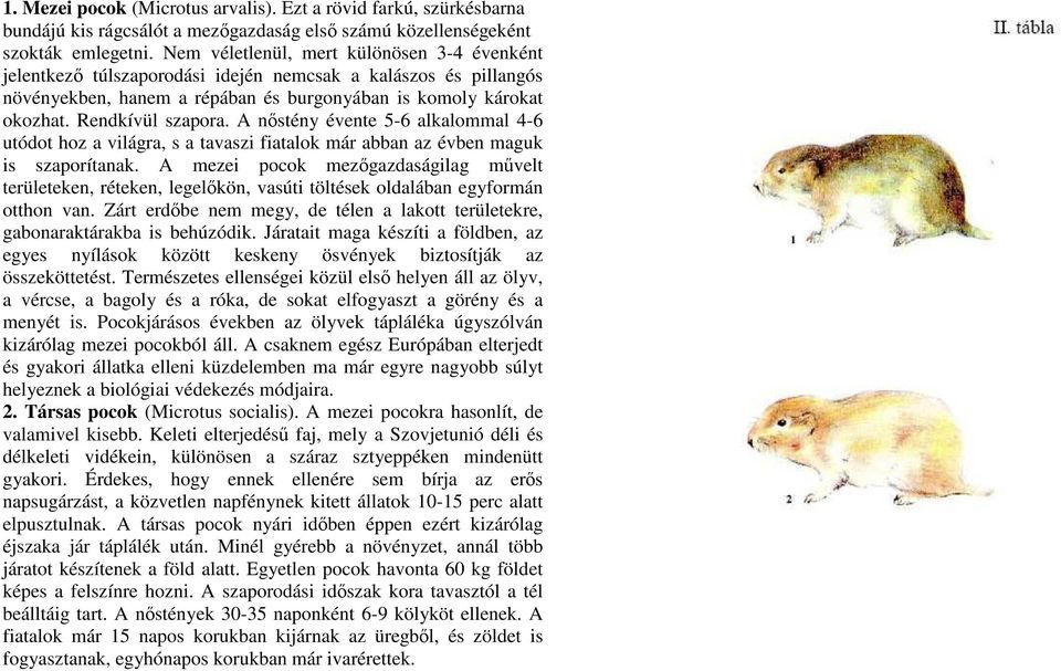 A nıstény évente 5-6 alkalommal 4-6 utódot hoz a világra, s a tavaszi fiatalok már abban az évben maguk is szaporítanak.
