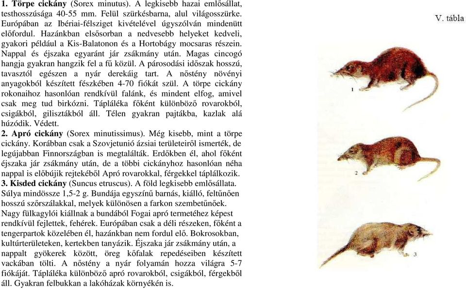 Nappal és éjszaka egyaránt jár zsákmány után. Magas cincogó hangja gyakran hangzik fel a fő közül. A párosodási idıszak hosszú, tavasztól egészen a nyár derekáig tart.