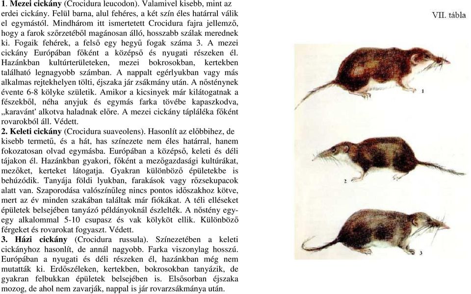 A mezei cickány Európában fıként a középsı és nyugati részeken él. Hazánkban kultúrterületeken, mezei bokrosokban, kertekben található legnagyobb számban.