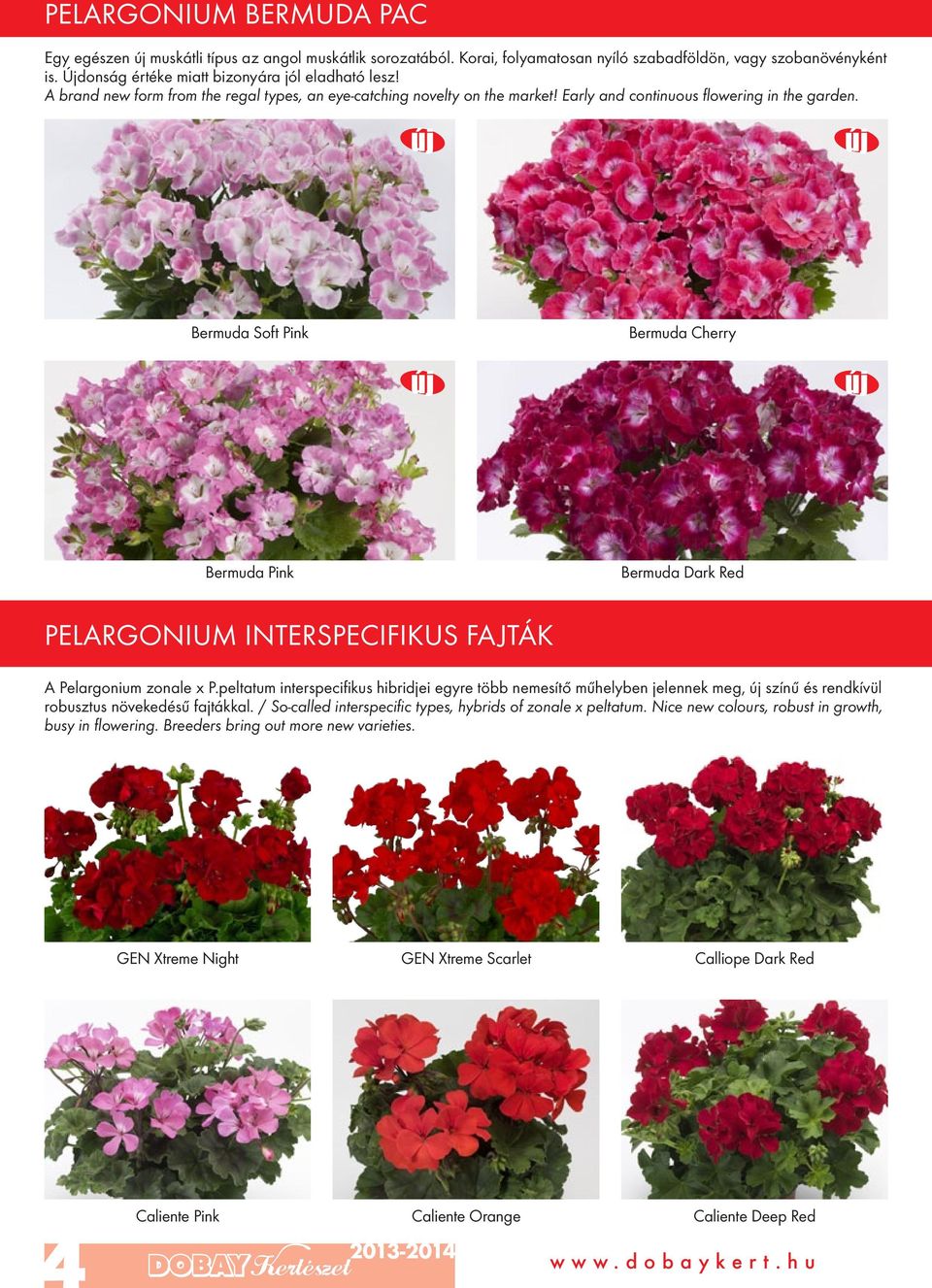 Bermuda Soft Pink Bermuda Cherry Bermuda Pink Bermuda Dark Red PELARGONIUM INTERSPECIFIKUS FAJTÁK A Pelargonium zonale x P.