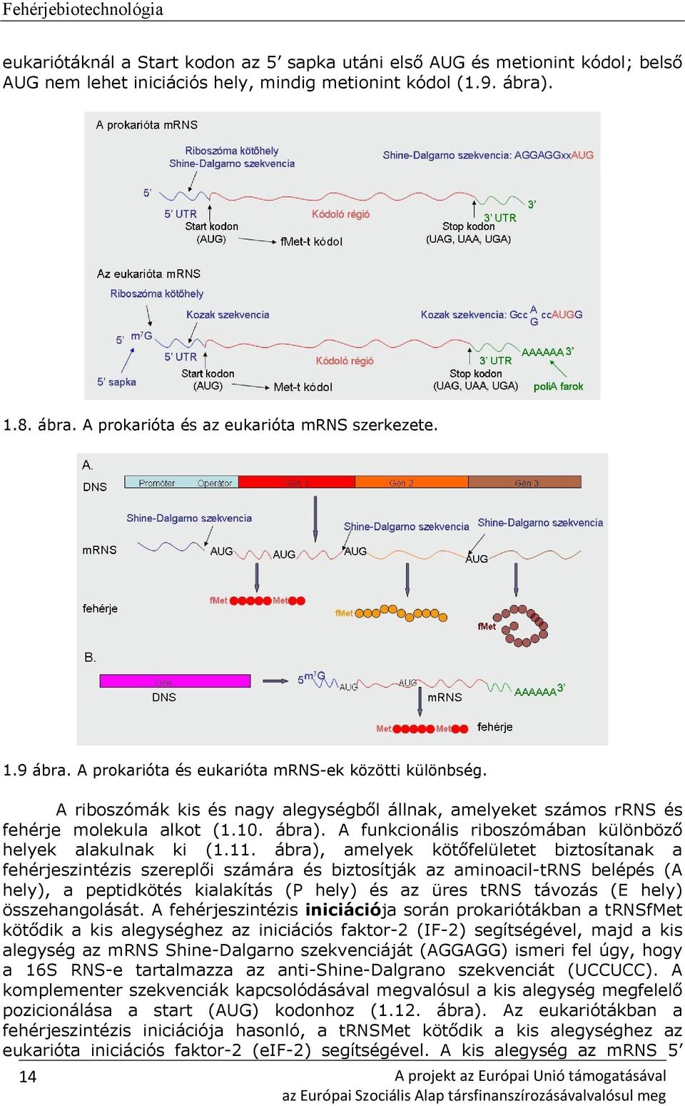 A riboszómák kis és nagy alegységből állnak, amelyeket számos rrns és fehérje molekula alkot (1.10. ábra). A funkcionális riboszómában különböző helyek alakulnak ki (1.11.