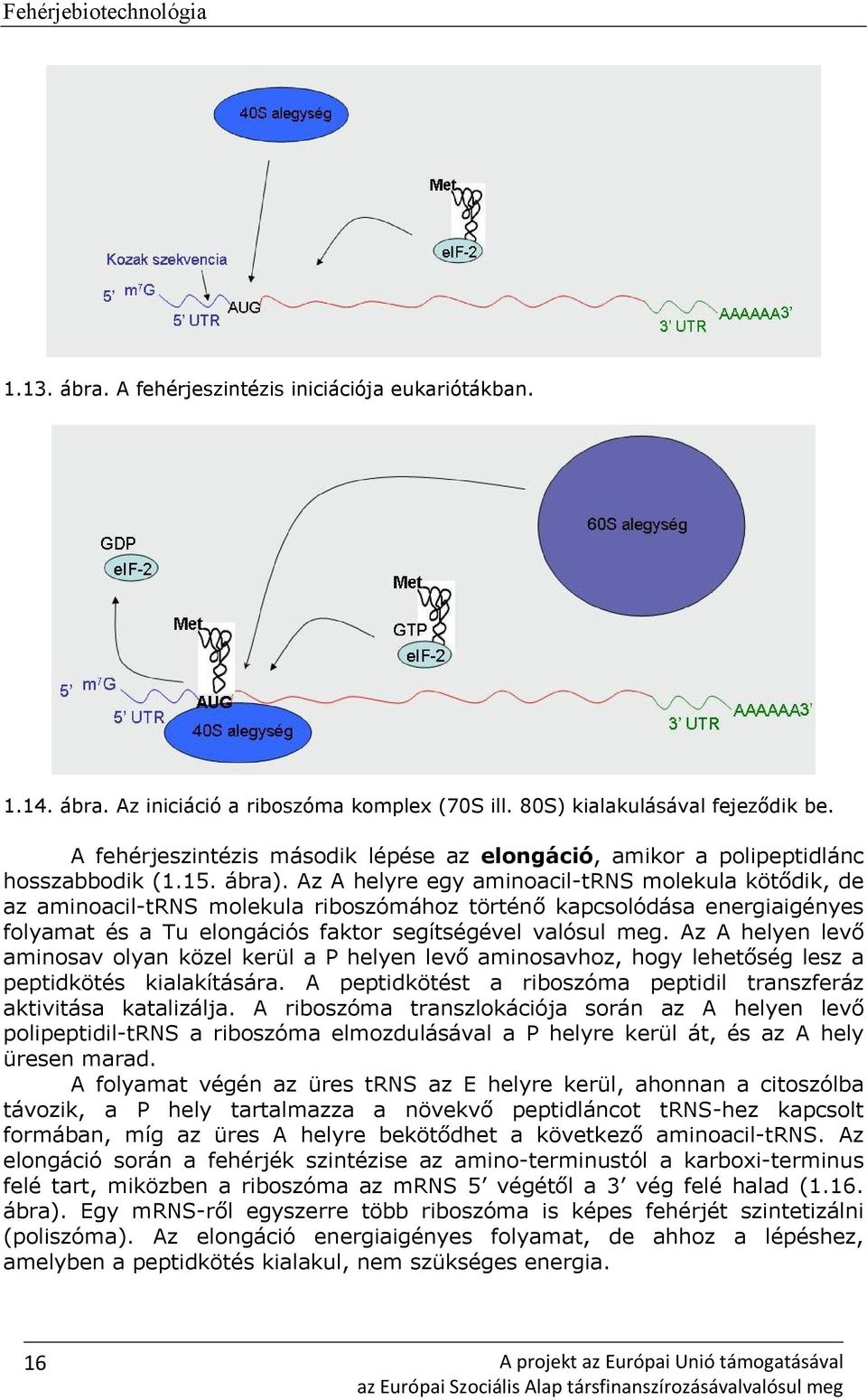 Az A helyre egy aminoacil-trns molekula kötődik, de az aminoacil-trns molekula riboszómához történő kapcsolódása energiaigényes folyamat és a Tu elongációs faktor segítségével valósul meg.