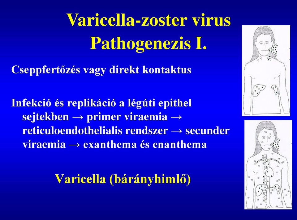 a légúti epithel sejtekben primer viraemia