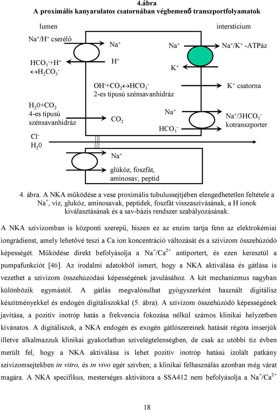 A NKA működése a vese proximális tubulussejtjében elengedhetetlen feltétele a Na +, víz, glukóz, aminosavak, peptidek, foszfát visszaszívásának, a H ionok kiválasztásának és a sav-bázis rendszer