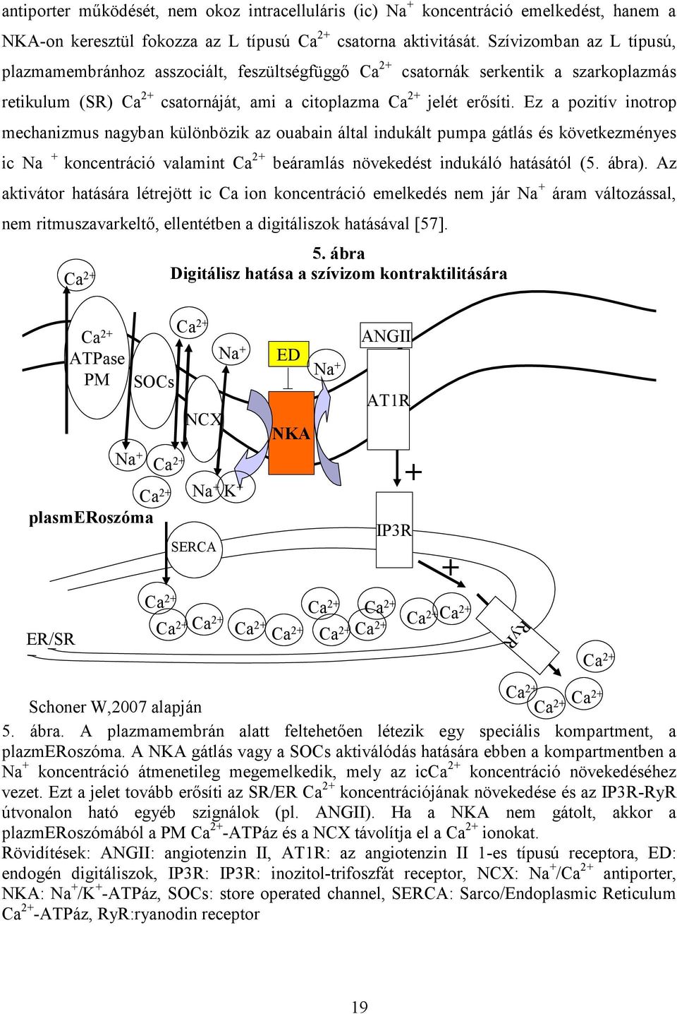 Ez a pozitív inotrop mechanizmus nagyban különbözik az ouabain által indukált pumpa gátlás és következményes ic Na + koncentráció valamint Ca 2+ beáramlás növekedést indukáló hatásától (5. ábra).