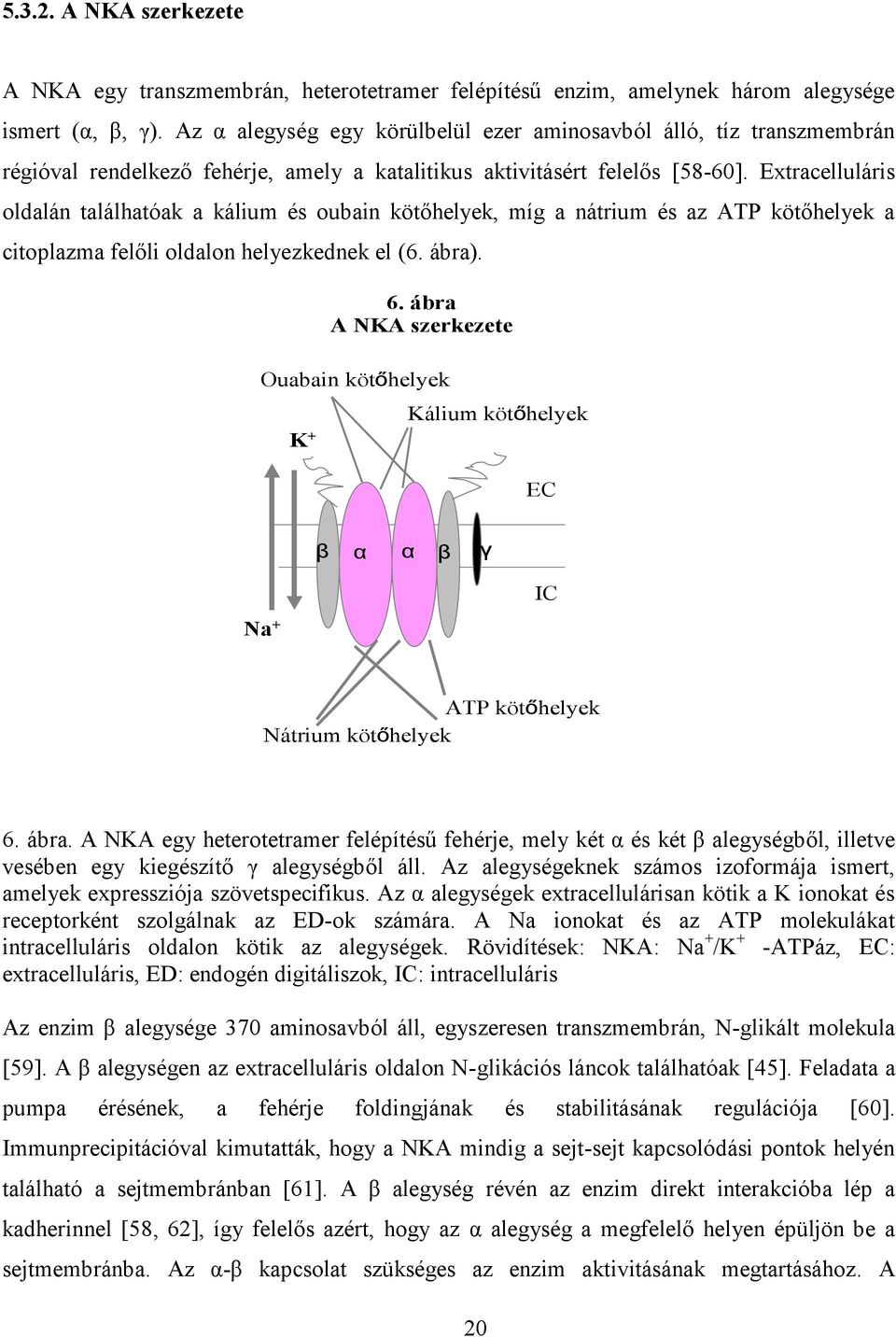 Extracelluláris oldalán találhatóak a kálium és oubain kötőhelyek, míg a nátrium és az ATP kötőhelyek a citoplazma felőli oldalon helyezkednek el (6. ábra). 6.