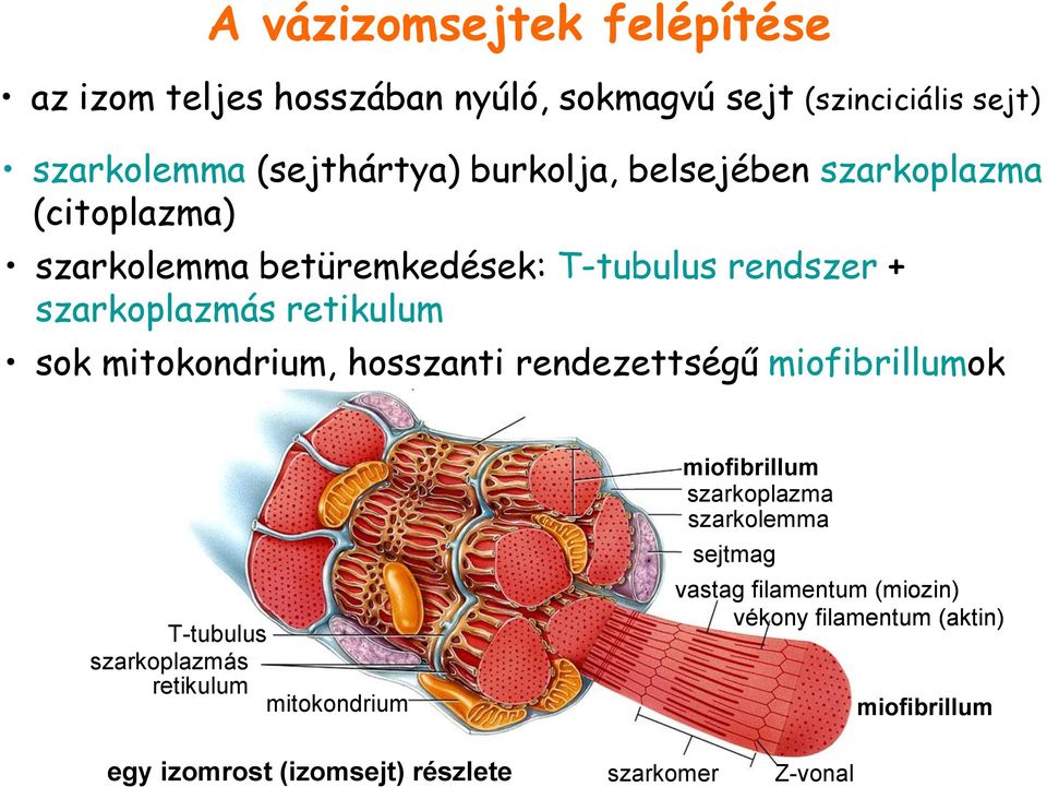 T-tubulus rendszer + szarkoplazmás retikulum sok mitokondrium, hosszanti rendezettségű egy izomköteg részlete miofibrillumok T-tubulus szarkoplazmás retikulum