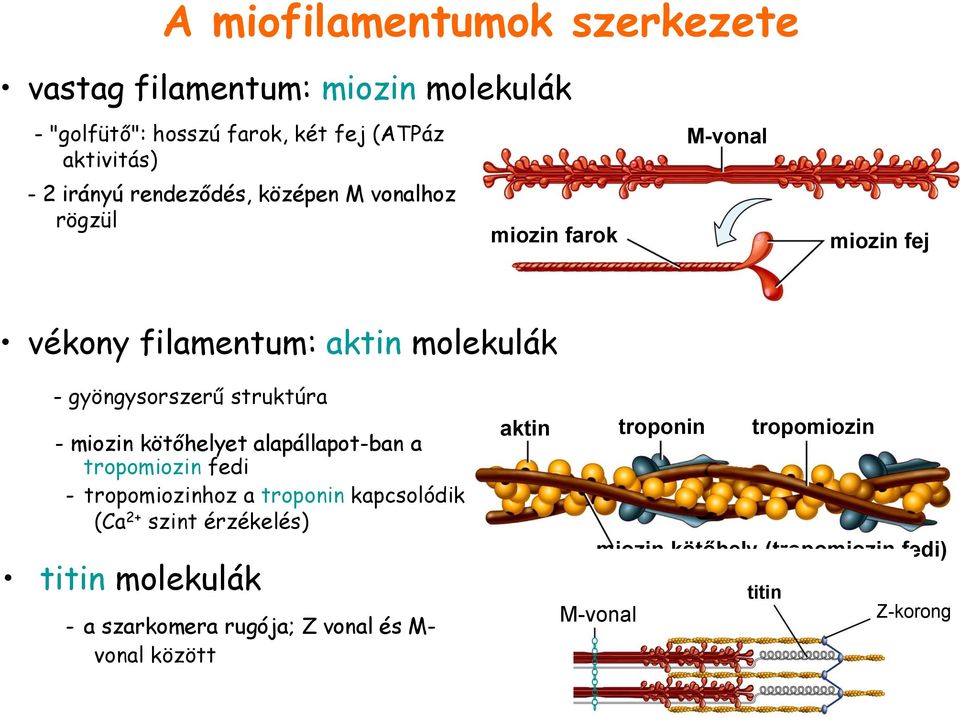mentum: aktin molekulák Z-korong M-vonal vastag fil. vékony fil.