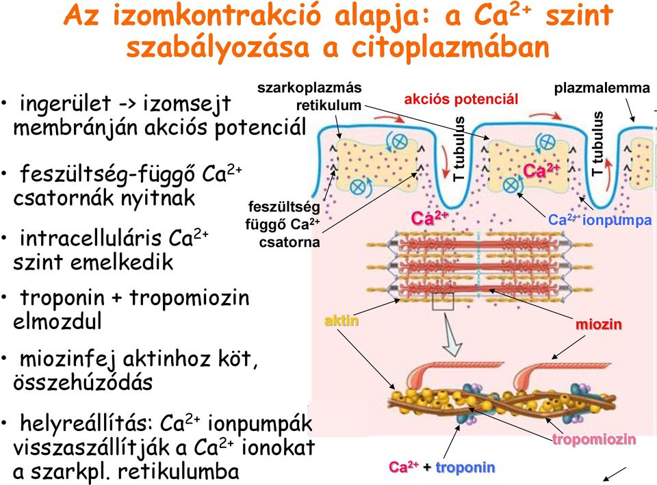 emelkedik troponin + tropomiozin elmozdul miozinfej aktinhoz köt, összehúzódás feszültség függő Ca 2+ csatorna helyreállítás: Ca 2+