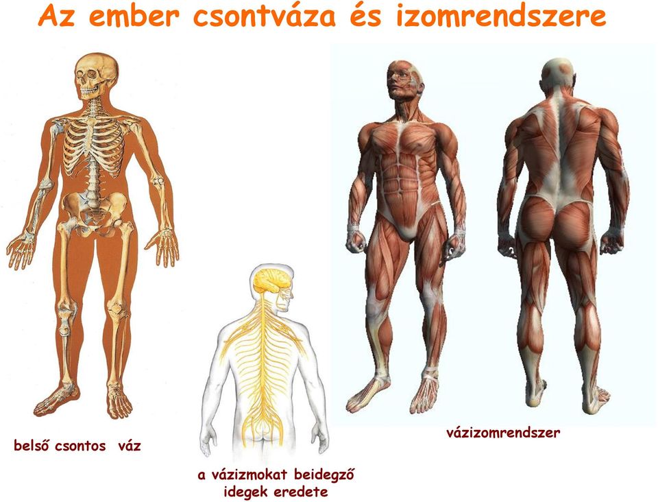 csontos váz