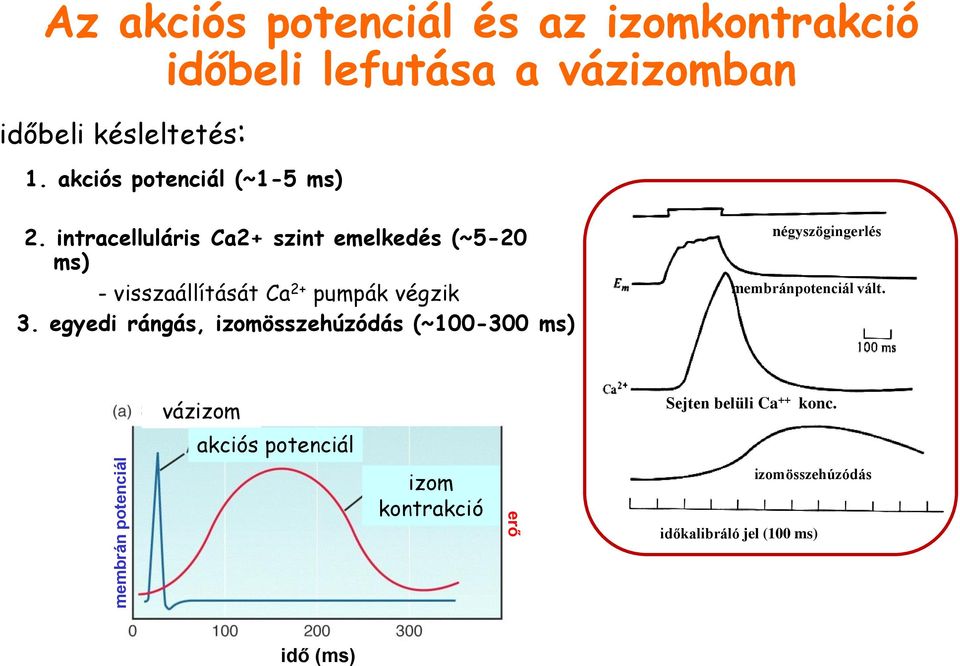 intracelluláris Ca2+ szint emelkedés (~5-20 ms) - visszaállítását Ca 2+ pumpák végzik 3.