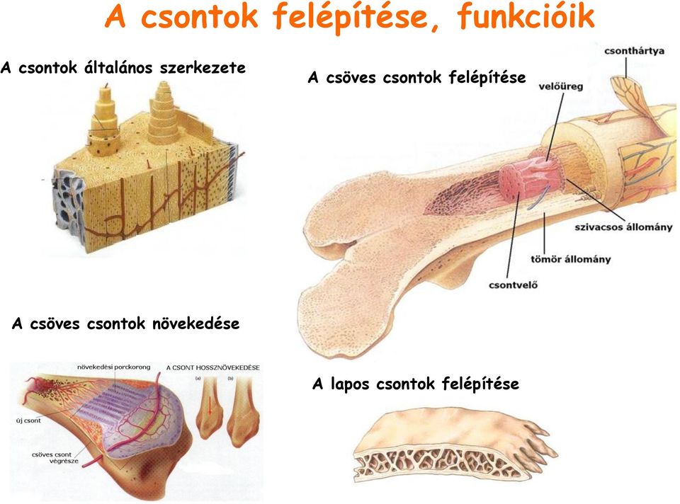 csöves csontok felépítése A csöves