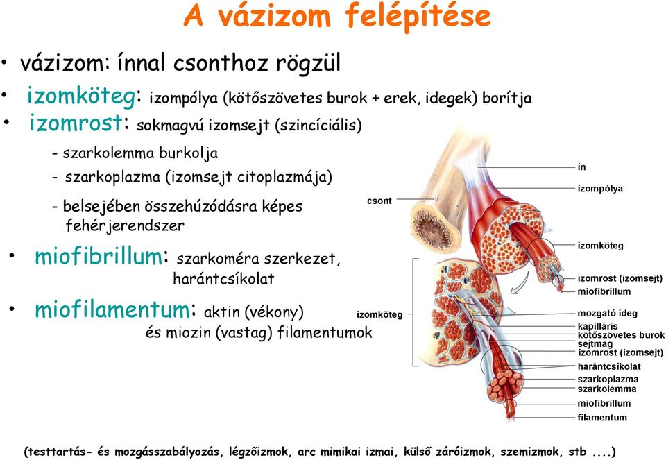 (vékony) és miozin (vastag) filamentumok csont izomköteg ín izompólya izomköteg izomrost (izomsejt) miofibrillum mozgató ideg kapilláris kötőszövetes burok sejtmag izomrost