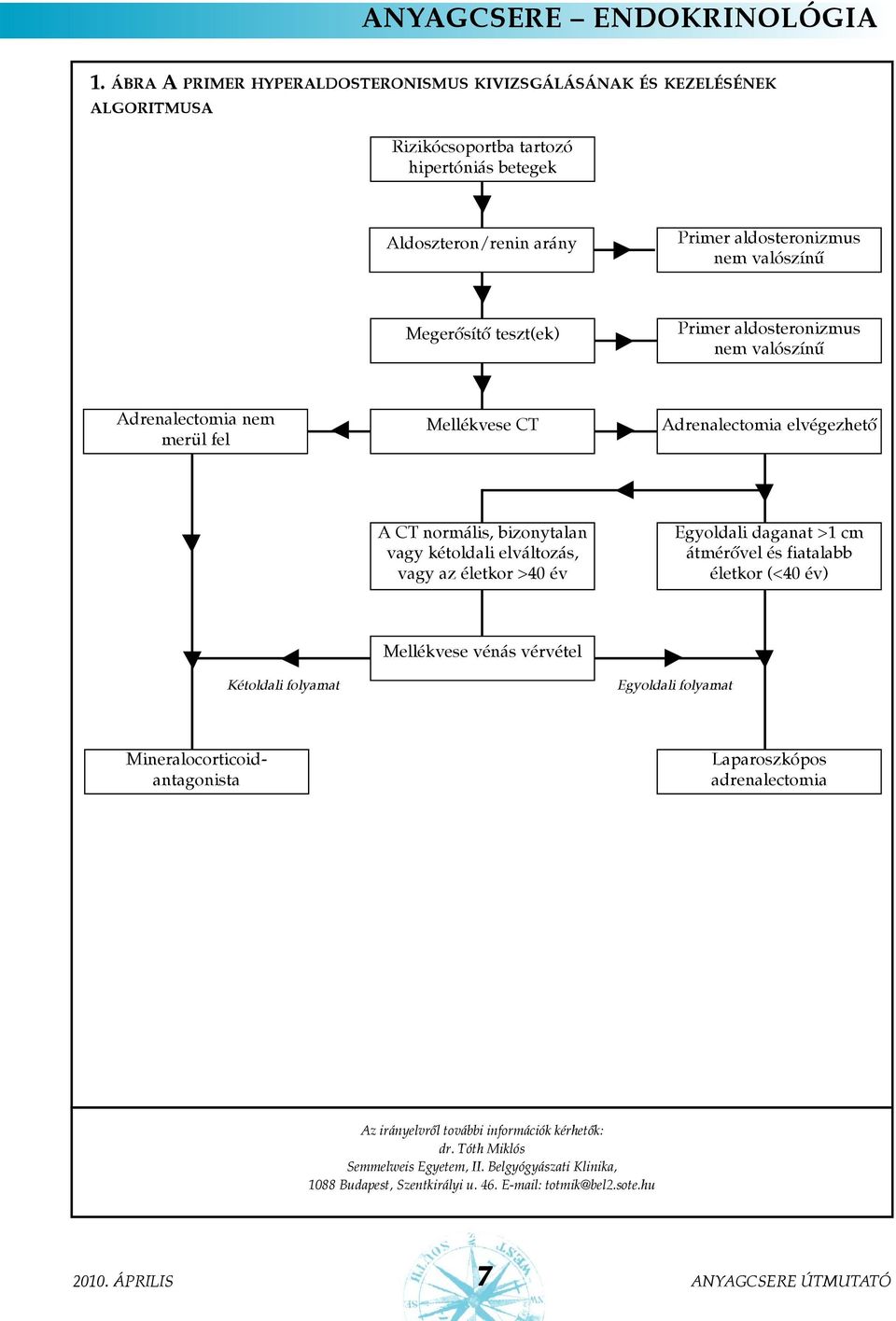 az életkor >40 év Egyoldali daganat >1 cm átmérõvel és fiatalabb életkor (<40 év) Kétoldali folyamat Mellékvese vénás vérvétel Egyoldali folyamat Mineralocorticoidantagonista