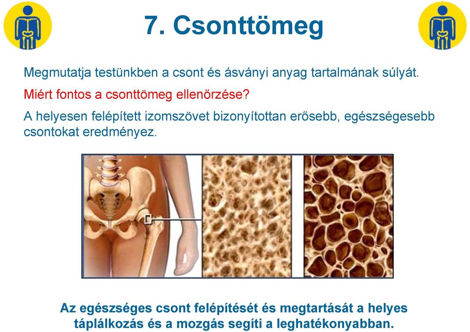 A helyesen felépített izomszövet bizonyítottan erősebb, egészségesebb csontokat