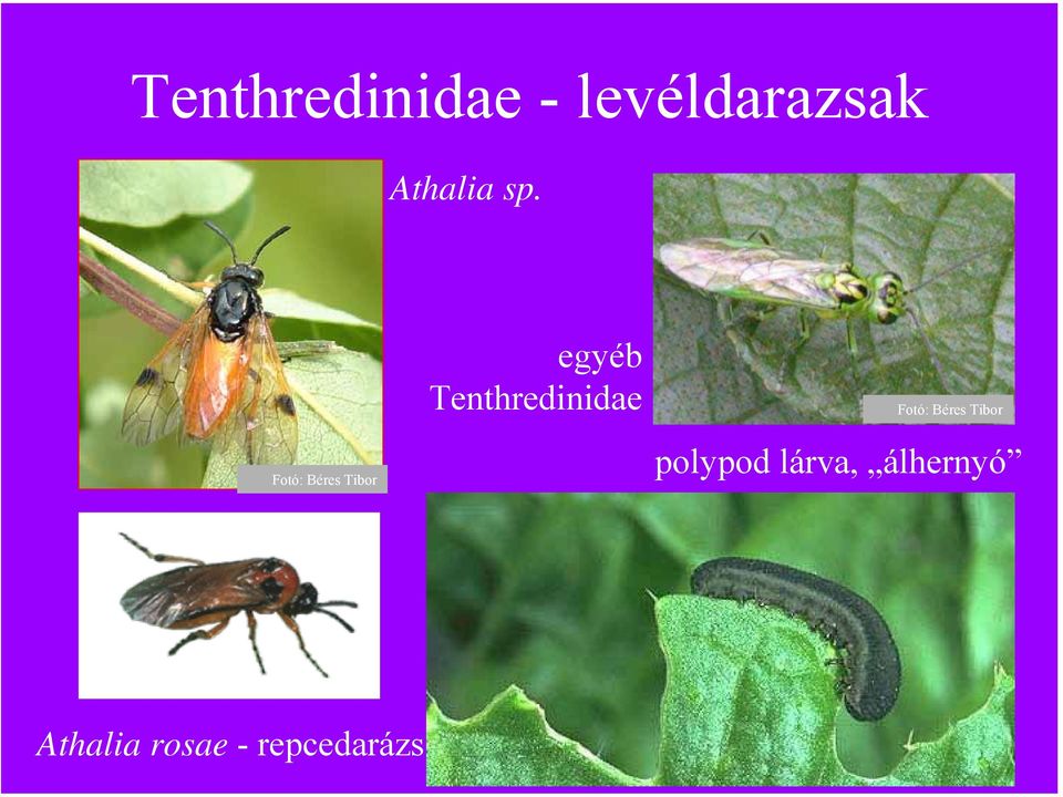 egyéb Tenthredinidae Fotó: Béres