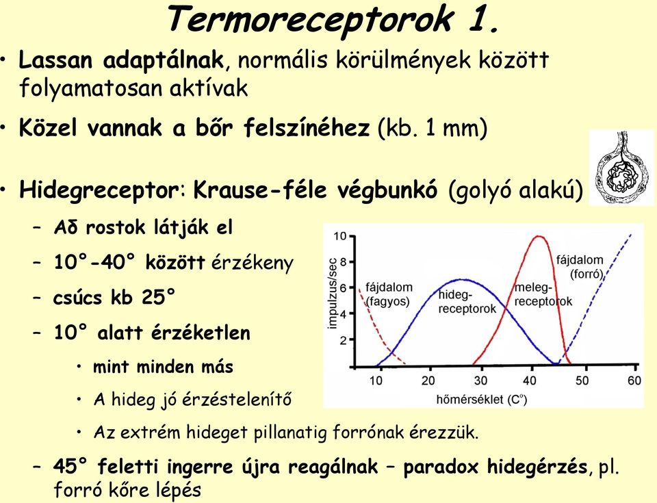 1 mm) Hidegreceptor: Krause-féle végbunkó (golyó alakú) Aδ rostok látják el 10-40 között érzékeny csúcs