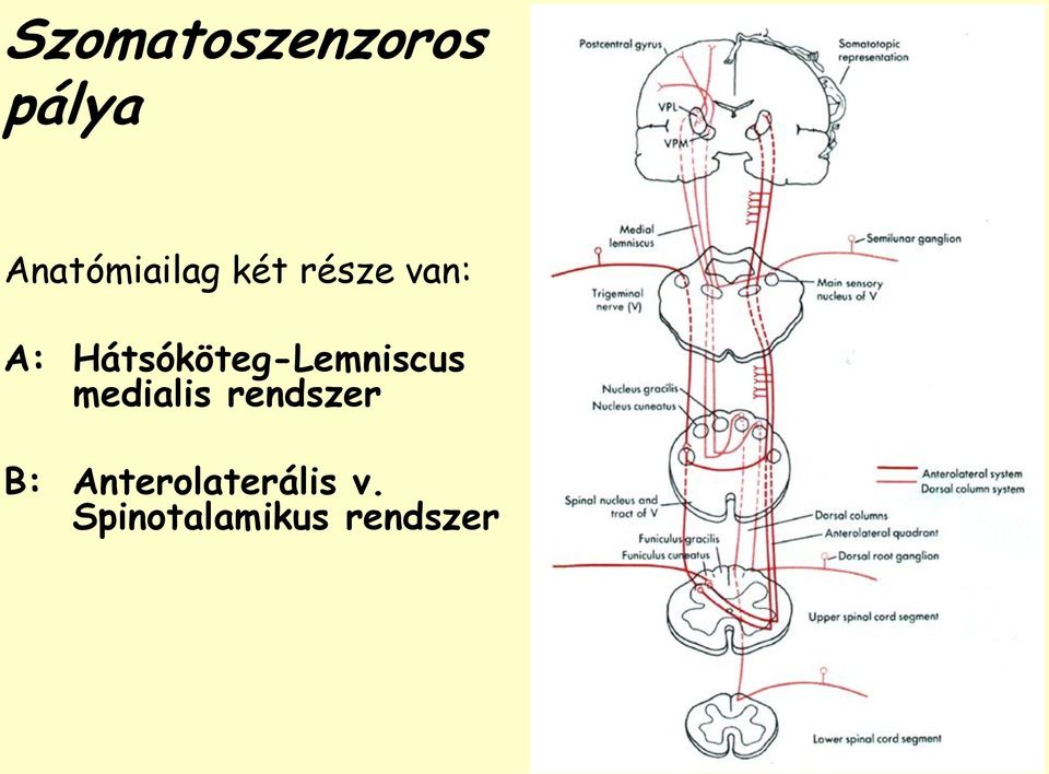 Hátsóköteg-Lemniscus medialis