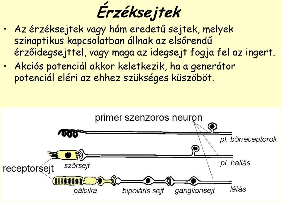 vagy maga az idegsejt fogja fel az ingert.