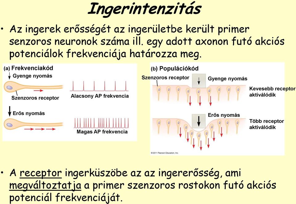 (a) Frekvenciakód Gyenge nyomás (b) Populációkód Szenzoros receptor Gyenge nyomás Szenzoros receptor Alacsony AP frekvencia