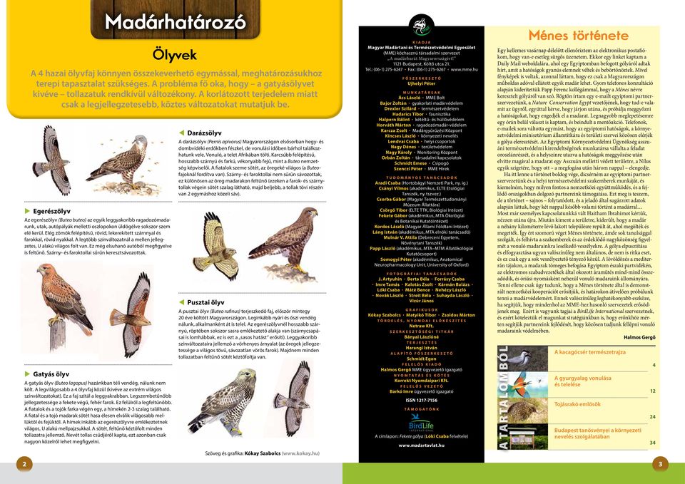Egerészölyv Az egerészölyv (Buteo buteo) az egyik leggyakoribb ragadozó madarunk, utak, autópályák melletti oszlopokon üldögélve sokszor szem elé kerül.