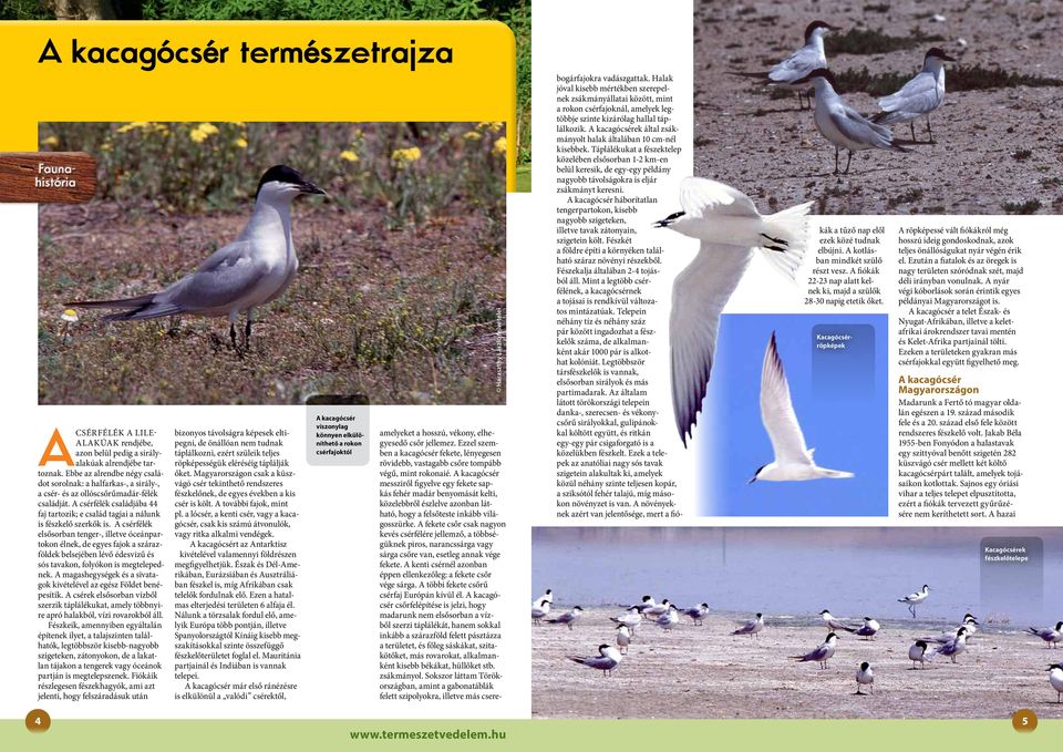A csérfélék családjába 44 faj tartozik; e család tagjai a nálunk is fészkelő szerkők is.