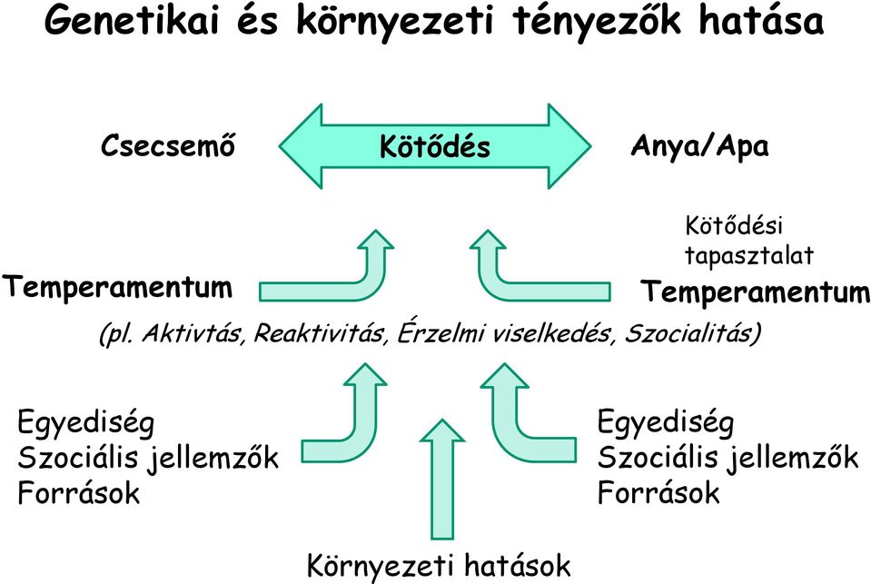 Aktivtás, Reaktivitás, Érzelmi viselkedés, Szocialitás) Egyediség