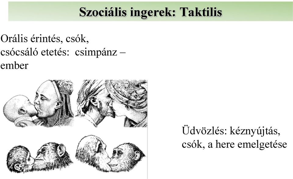 Szociális ingerek: Taktilis