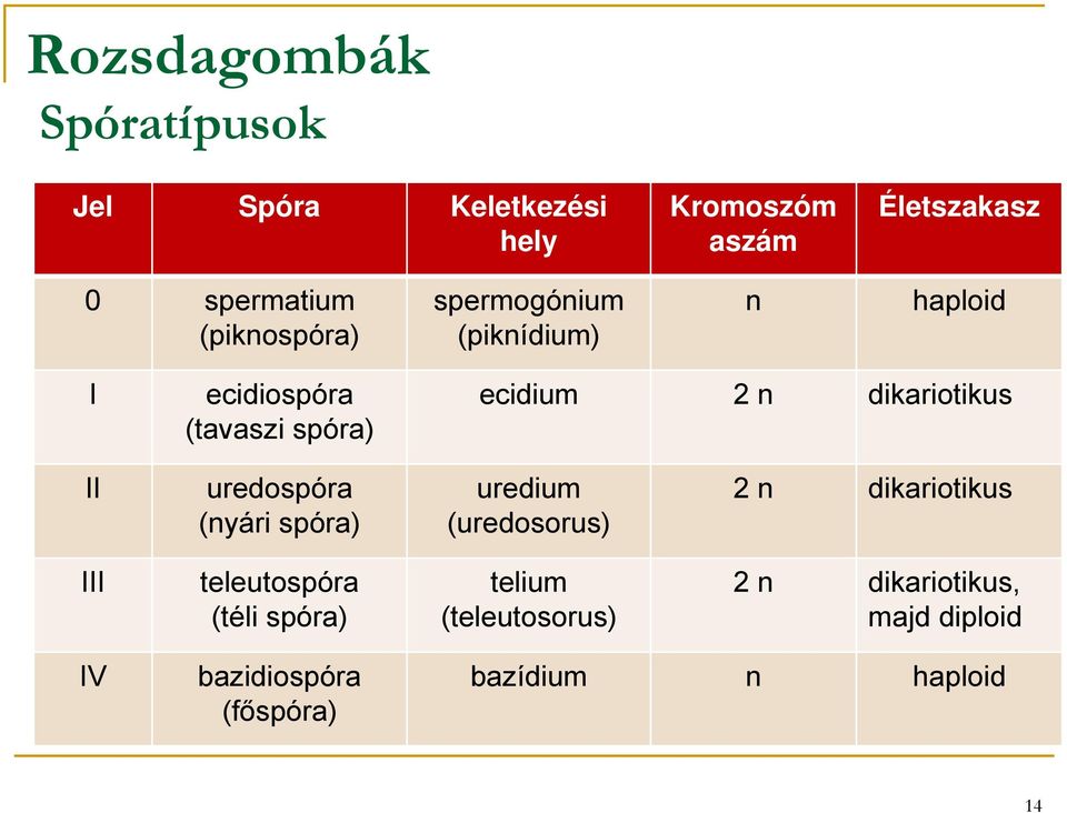 dikariotikus II uredospóra (nyári spóra) uredium (uredosorus) 2 n dikariotikus III teleutospóra
