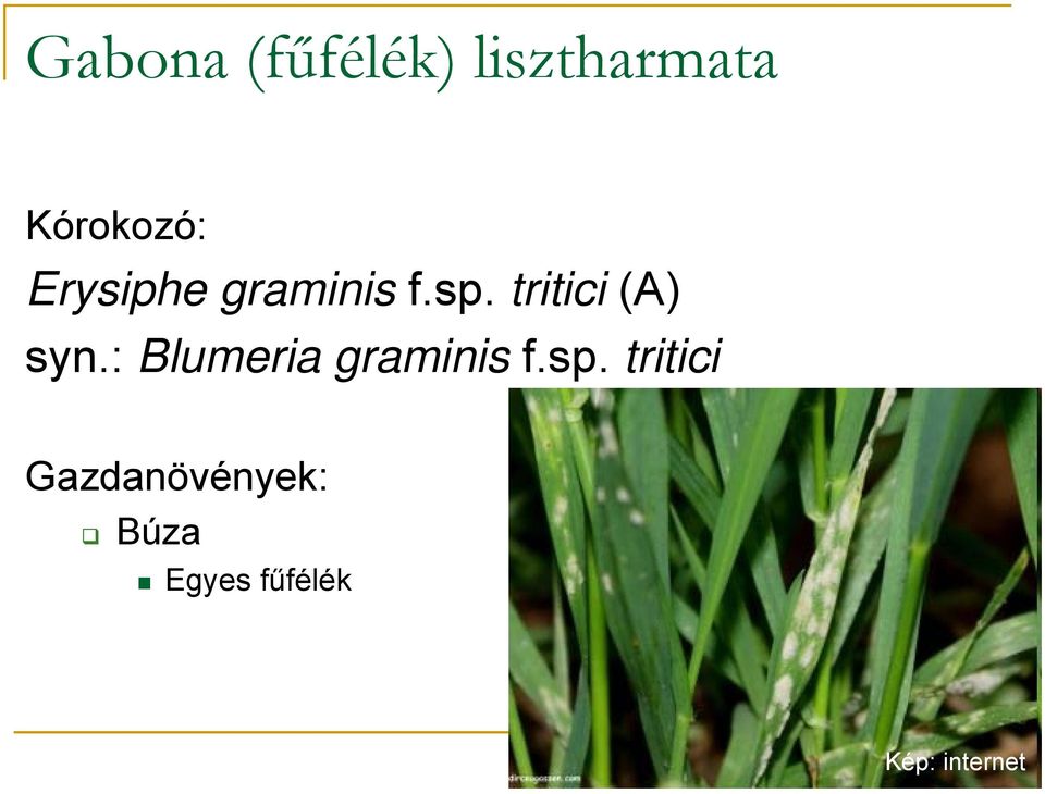 tritici (A) syn.: Blumeria graminis f.