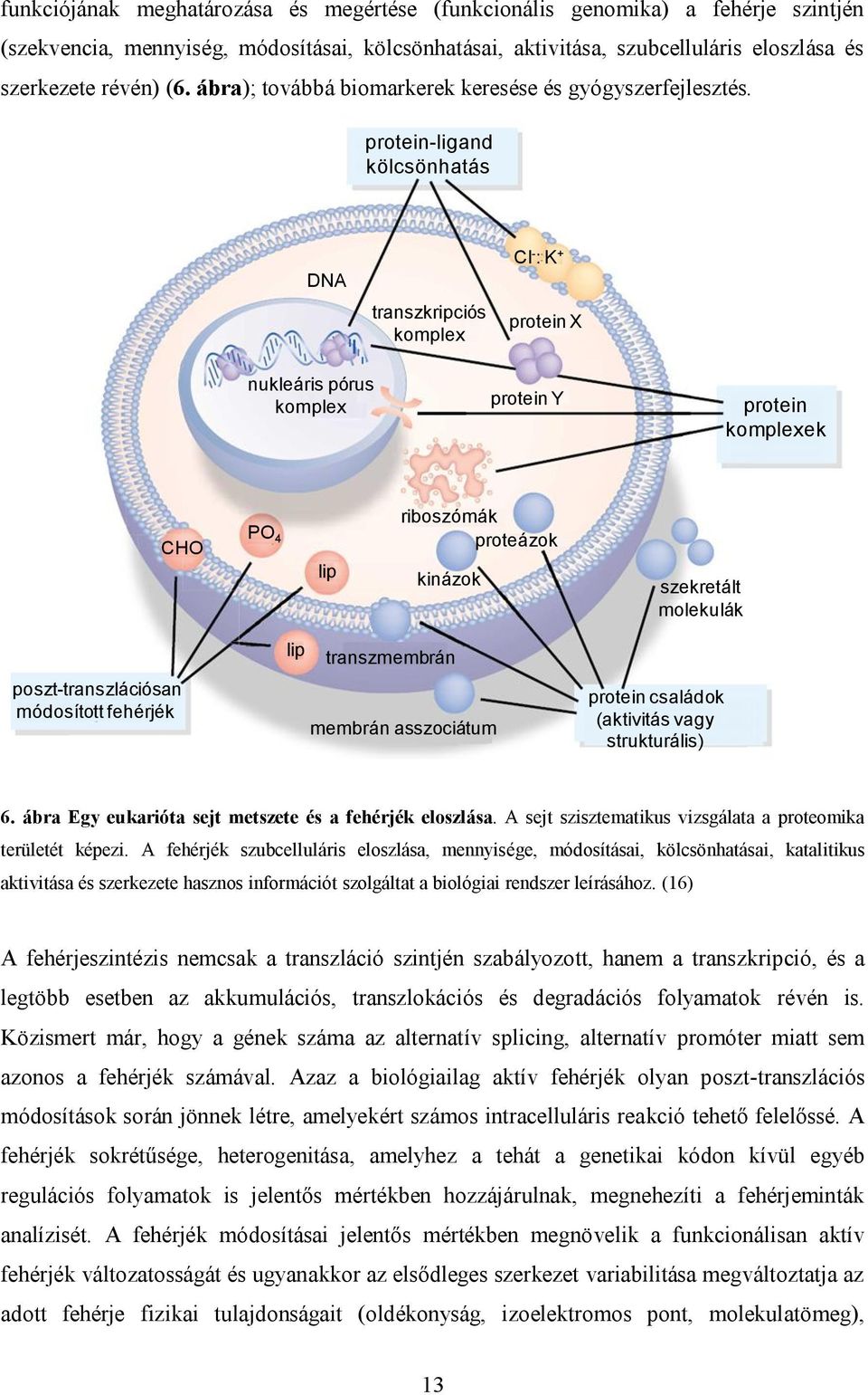 protein-ligand kölcsönhatás DNA transzkripciós komplex Cl - : K + protein X nukleáris pórus komplex protein Y protein komplexek CHO PO 4 lip riboszómák proteázok kinázok szekretált molekulák