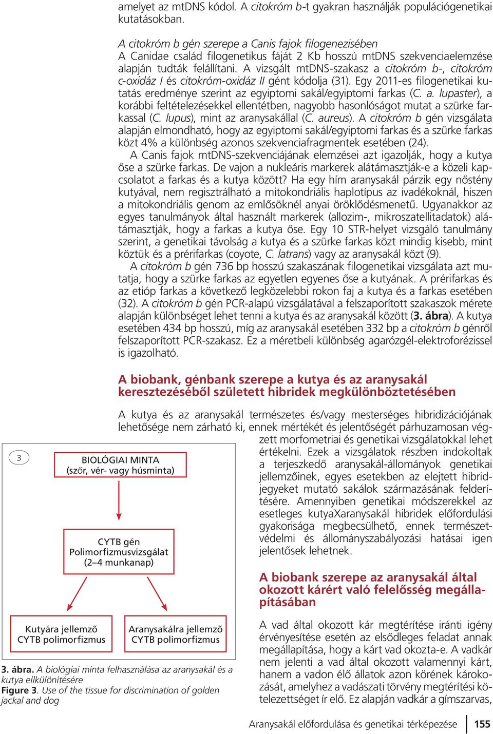 A vizsgált mtdns-szakasz a citokróm b-, citokróm c-oxidáz I és citokróm-oxidáz II gént kódolja (31). Egy 2011-es filogenetikai kutatás eredmé nye szerint az egyiptomi sakál/egyiptomi farkas (C. a. lupaster), a korábbi feltételezésekkel ellentétben, nagyobb hasonlóságot mutat a szürke farkassal (C.
