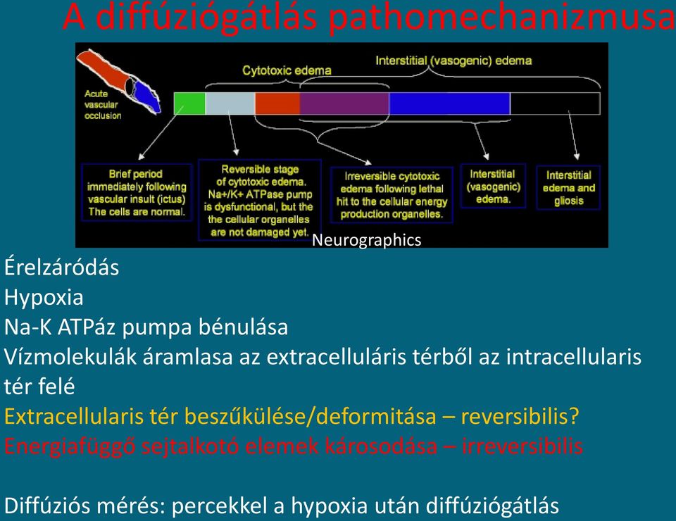 Extracellularis tér beszűkülése/deformitása reversibilis?