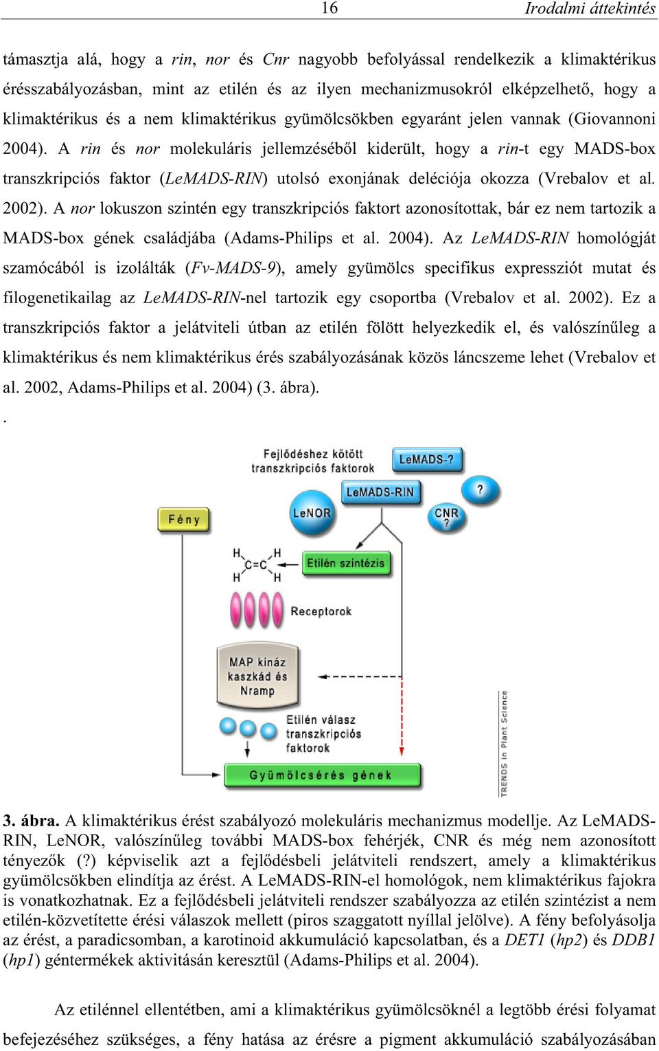 A rin és nor molekuláris jellemzéséb l kiderült, hogy a rin-t egy MADS-box transzkripciós faktor (LeMADS-RIN) utolsó exonjának deléciója okozza (Vrebalov et al. 2002).