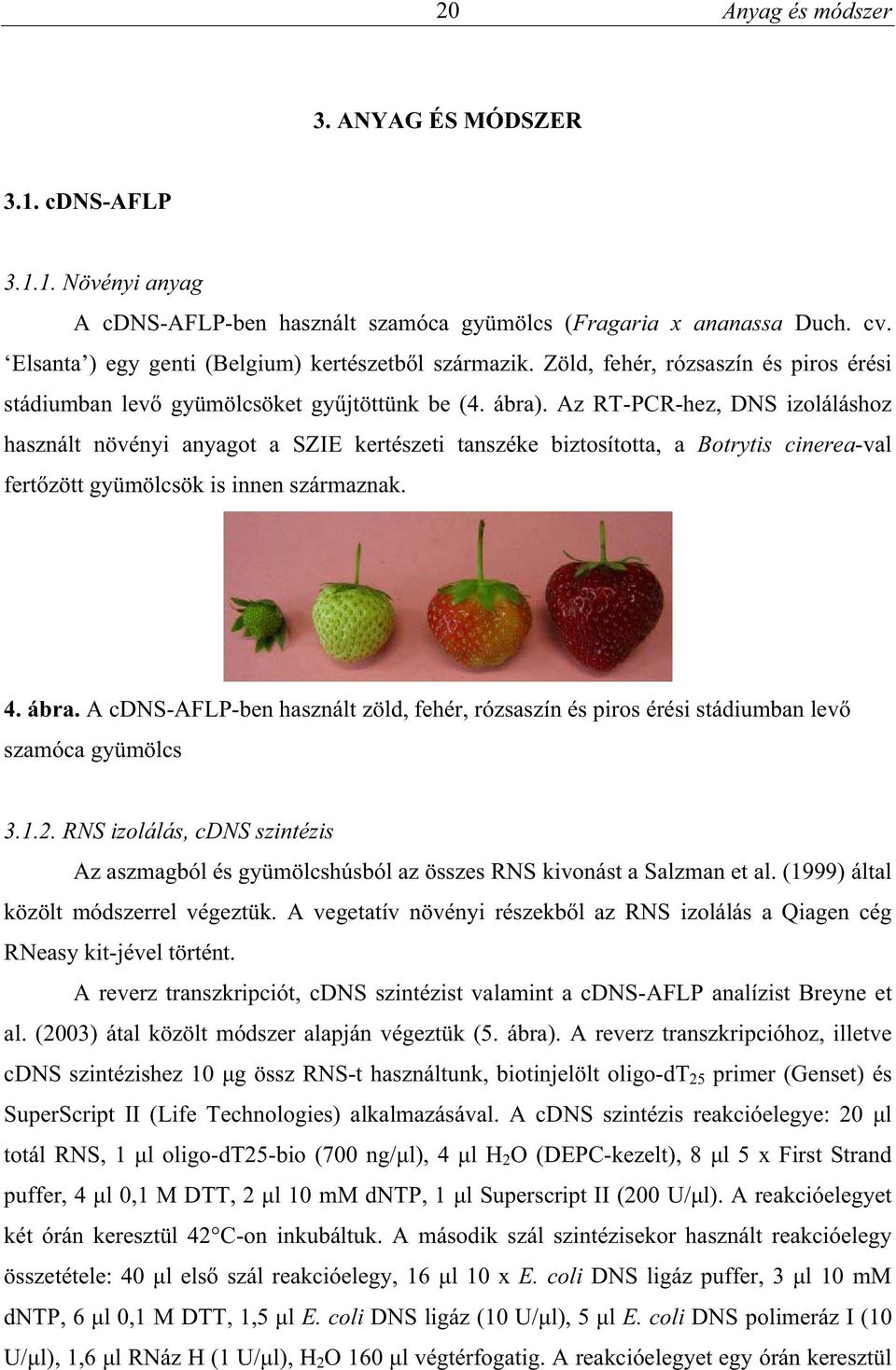 Az RT-PCR-hez, DNS izoláláshoz használt növényi anyagot a SZIE kertészeti tanszéke biztosította, a Botrytis cinerea-val fert zött gyümölcsök is innen származnak. 4. ábra.