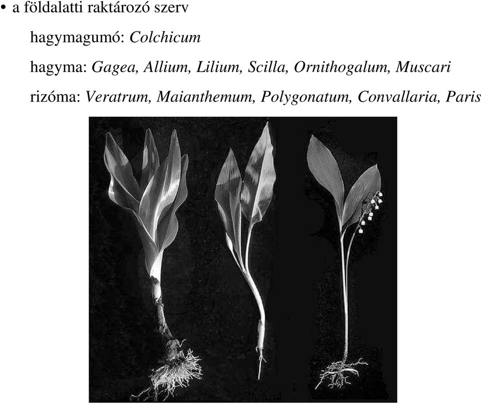 Scilla, Ornithogalum, Muscari rizóma: