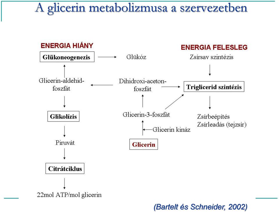 szervezetben