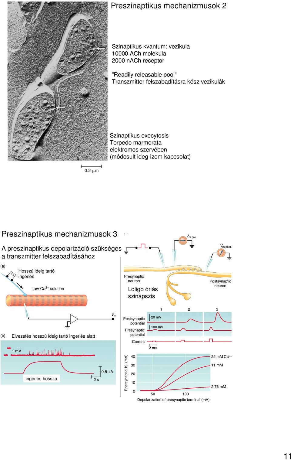 (módosult ideg-izom kapcsolat) Preszinaptikus mechanizmusok 3 A preszinaptikus depolarizáció szükséges a transzmitter