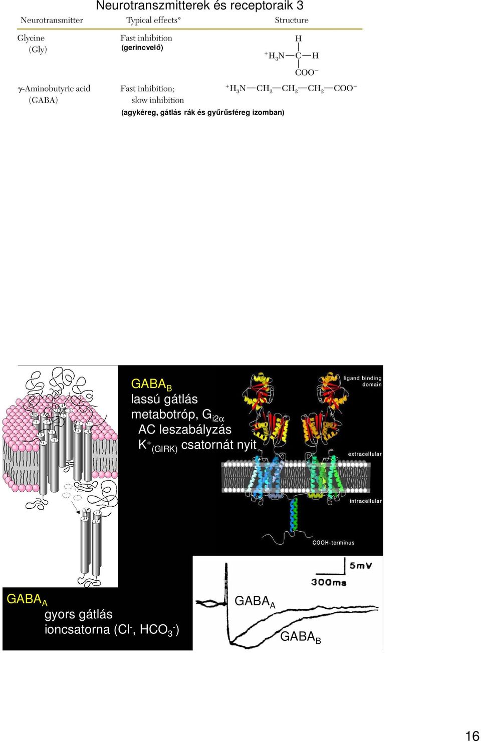 gátlás metabotróp, G i2α AC leszabályzás K + (GIRK)