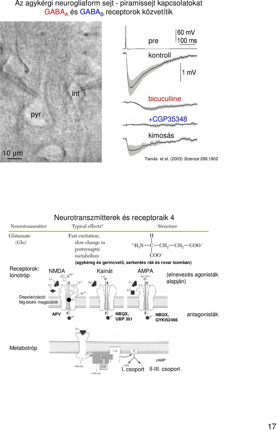 (2003) Science 299,1902 Neurotranszmitterek és receptoraik 4 Receptorok: Ionotróp (agykéreg és gerincvelő, serkentés rák