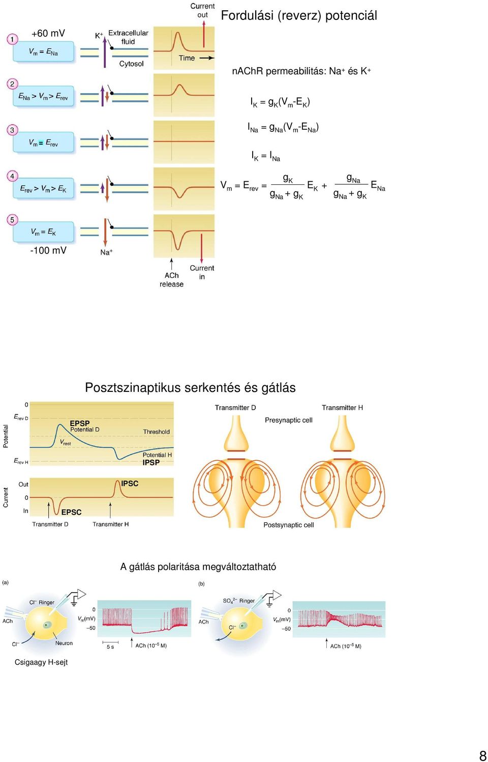 + g Na + g K g Na g Na + g K E Na -100 mv Posztszinaptikus serkentés és