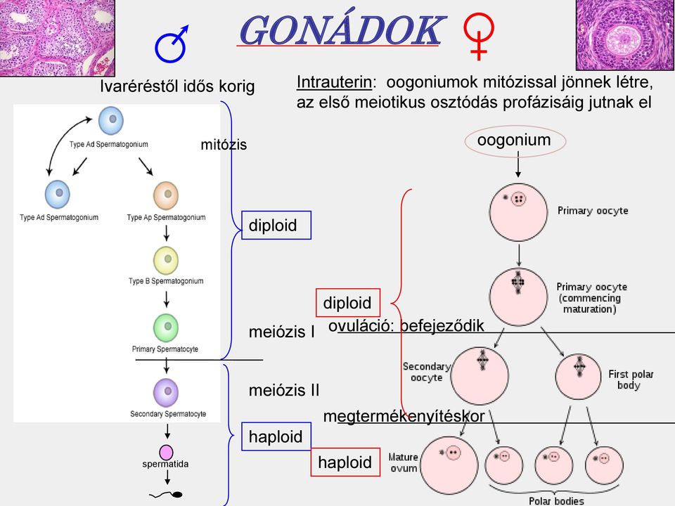 profázisáig jutnak el oogonium diploid meiózis I diploid