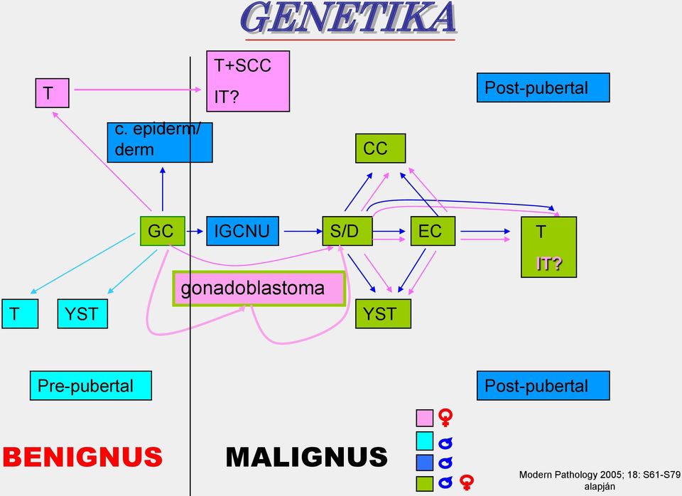 gonadoblastoma YST IT?