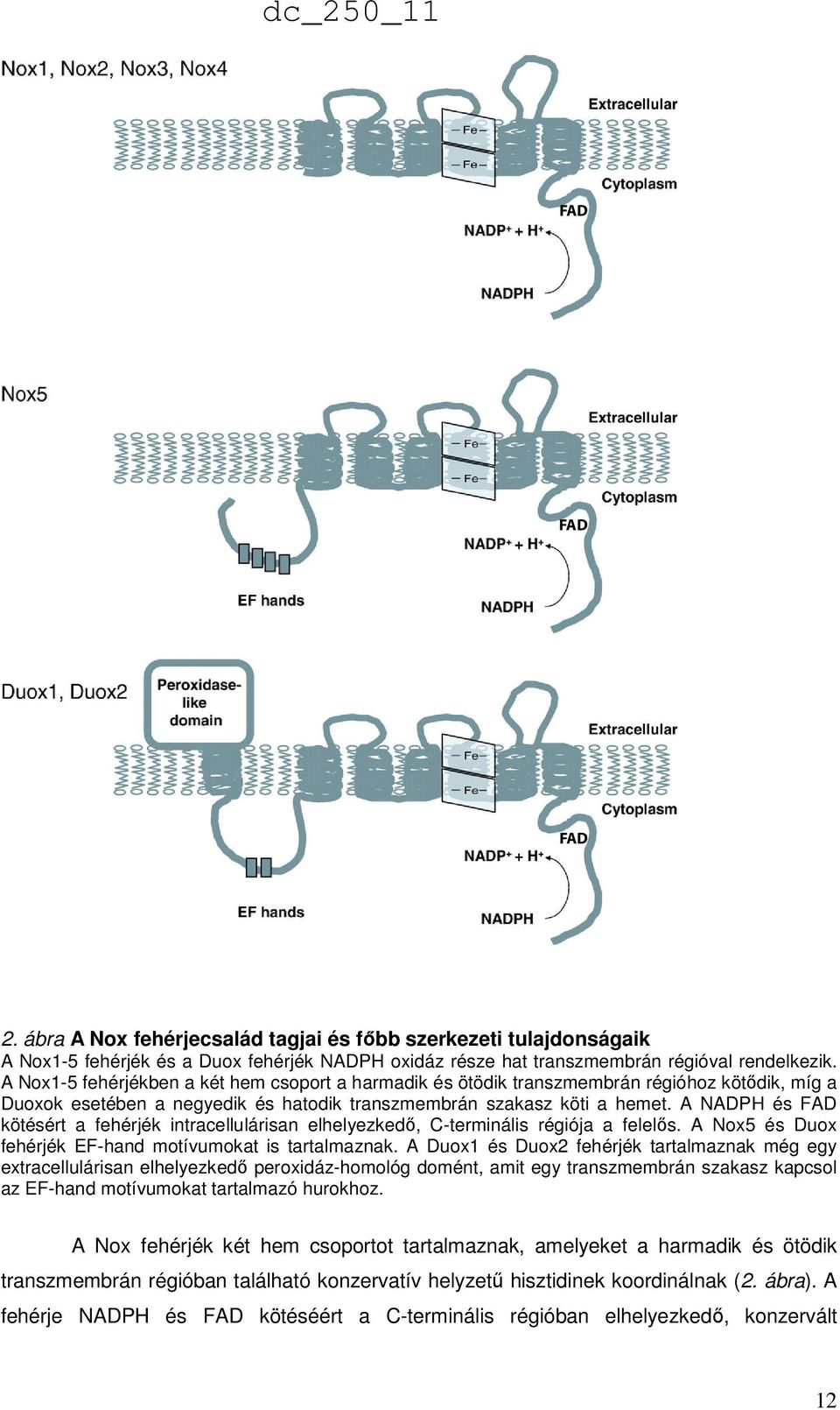 A NADPH és FAD kötésért a fehérjék intracellulárisan elhelyezkedő, C-terminális régiója a felelős. A Nox5 és Duox fehérjék EF-hand motívumokat is tartalmaznak.