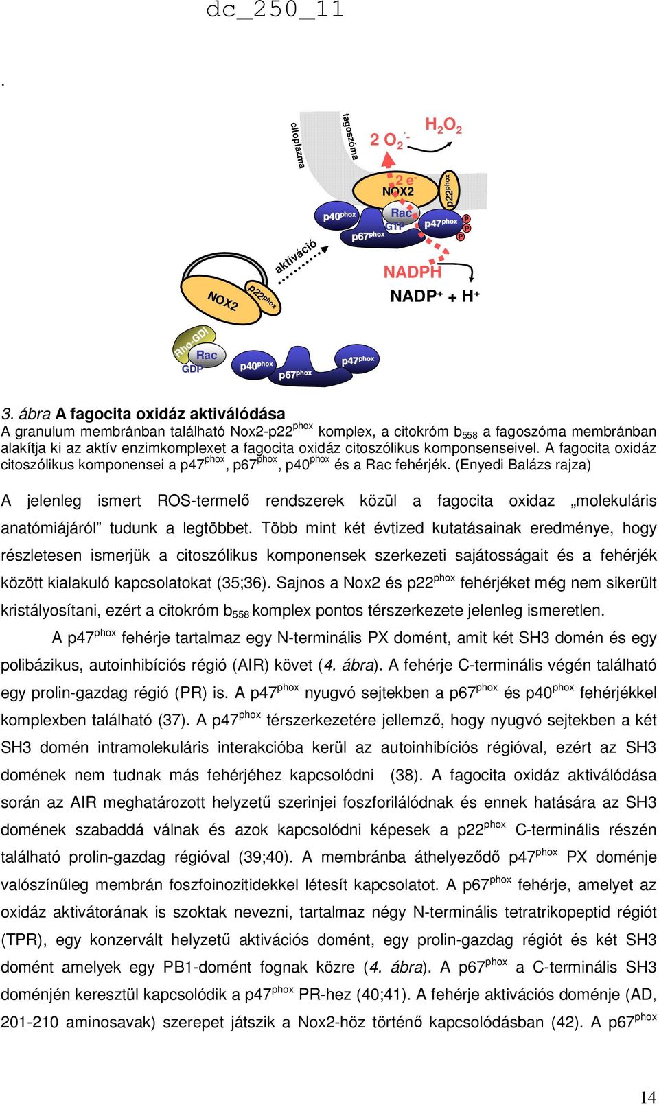 ábra A fagocita oxidáz aktiválódása A granulum membránban található Nox2-p22 phox komplex, a citokróm b 558 a fagoszóma membránban alakítja ki az aktív enzimkomplexet a fagocita oxidáz citoszólikus